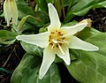 Erythronium 'White Beauty' flower