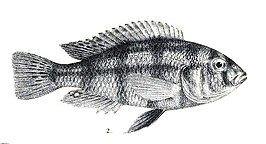 Haplochromis retrodens