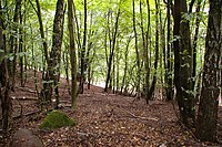 Wald beim Hohen Mechtin