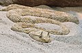 Image 7 Cerastes cerastes Photograph credit: Holger Krisp Cerastes cerastes, commonly known as the Saharan horned viper or the horned desert viper, is a venomous viper species native to the deserts of northern Africa and parts of the Middle East. It commonly has a pair of supraocular "horns", although hornless individuals do occur. The colour pattern consists of a yellowish, pale grey, pinkish, reddish or pale brown ground colour, which almost always matches the substrate colour where the animal is found. Dorsally, a series of dark, semi-rectangular blotches runs the length of the body. The belly is white and the tail, which may have a black tip, is usually thin. More selected pictures