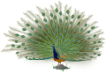 Indian Peafowl-male