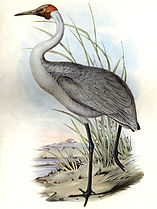 illustratie van John Gould uit 1865