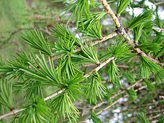 Aghi su brachiblasti (Larix decidua)