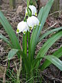 Leucojum vernum 'Vagneri'