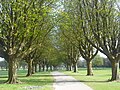 Llandaff Fields