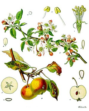 Άνθη, καρποί και φύλλα μηλιάς (Malus domestica)