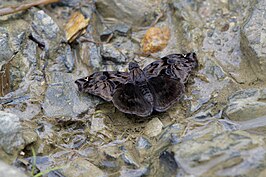 Noctuana haematospila