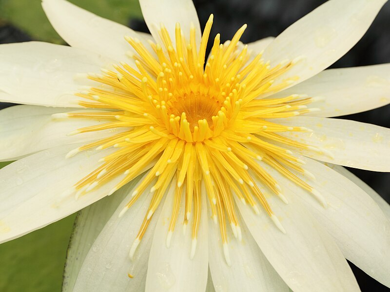 Stamens of Nymphaea ampla with characteristic sterile appendages at the apex