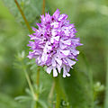 Dreizähniges Knabenkraut (Neotinea (Orchis) tridentata)