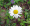 Leucanthemum vulgare, oxeye daisy, Potawatomi State Park