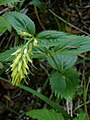 Paederota lutea? Gelbes Mänderle