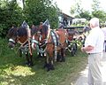 Rheinisch-Deutsches Kaltblut mit Spitzkummet