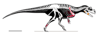 Skeletal diagram