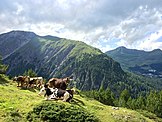 Swiss Brown cattle on alpage pasture