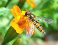 A flower fly, Episyrphus balteatus