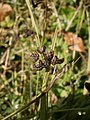 Sisyrinchium angustifolium open fruits