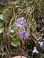 Soldanella alpina