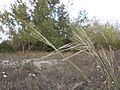 ostnica włosowata (Stipa capillata)