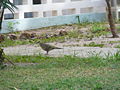 Halbmondtaube Red-eyed Dove