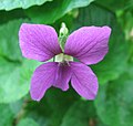 Sweet Violet (Viola odorata)