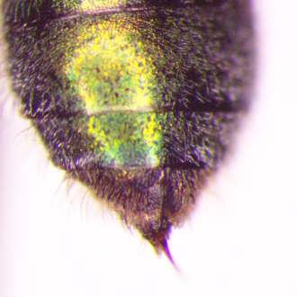 T5 longitudinal medial slit on female Augochlorella aurata