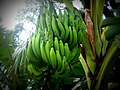 Setandan pisang muda dipokok