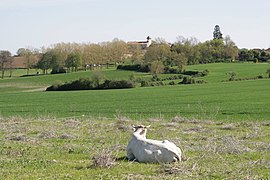 Cattle and a general view of Ligardes