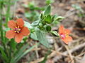 Acker-Gauchheil Anagallis arvensis