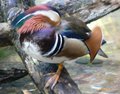 Mandarin duck (Aix galericulata)