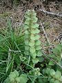 Ajuga pyramidalis