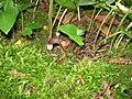 Arisarum proboscideum