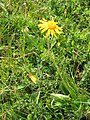 Arnica montana