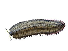 Arthropleura