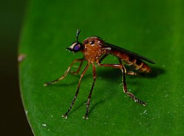 Saropogon hulli