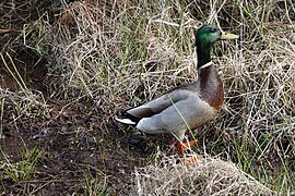 Back Bay National Wildlife Refuge, 2019