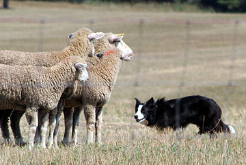 Border Collie