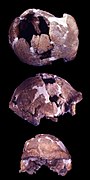 Ceprano man, Homo cepranensis holotype (0.5-0.4 Ma)