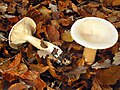 Clitocybe geotropa (Gen. Clitocybe)