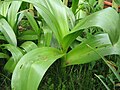 Colchicum speciosum leaves