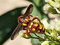 Colpa octomaculata xanthina female