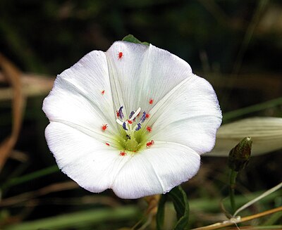 Bunga Convolvulus arvensis dengan tungau Trombidium sp. berwarna merah