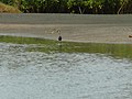 Küstenreiher Western Reef Heron