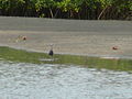 Küstenreiher Western Reef Heron