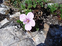 Erodium foetidum