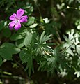 Blut-Storchschnabel (Geranium sanguineum)