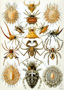 „Arachnida” (Ernst Haeckel Kunstformen der Natur, 1904.)