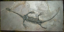 Keichousaurus