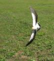 Masked Lapwing defending it's nest