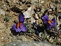 A Havasi gyujtoványfű (Linaria alpina) virága