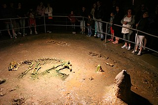 Skelett eines Höhlenbären (Ursus spelaeus) in der Höhle